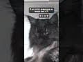 YouTube Shorts Maine Coon Video Thumbnail