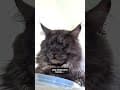 YouTube Shorts Maine Coon Video Thumbnail