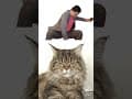 YouTube Shorts Maine Coon Video Thumbnail