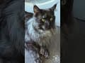 YouTube Shorts Maine Coon Video Thumbnail