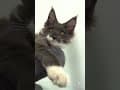 YouTube Shorts Maine Coon Video Thumbnail