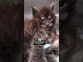 YouTube Shorts Maine Coon Video Thumbnail