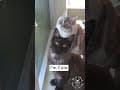 YouTube Shorts Maine Coon Video Thumbnail