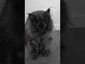 YouTube Shorts Maine Coon Video Thumbnail