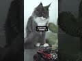 YouTube Shorts Maine Coon Video Thumbnail