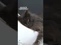 YouTube Shorts Maine Coon Video Thumbnail