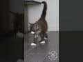 YouTube Shorts Maine Coon Video Thumbnail