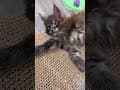 YouTube Shorts Maine Coon Video Thumbnail