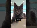 YouTube Shorts Maine Coon Video Thumbnail