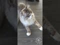 YouTube Shorts Maine Coon Video Thumbnail