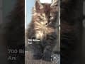 YouTube Shorts Maine Coon Video Thumbnail