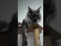 YouTube Shorts Maine Coon Video Thumbnail