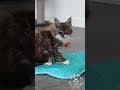 YouTube Shorts Maine Coon Video Thumbnail