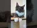 YouTube Shorts Maine Coon Video Thumbnail