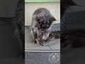 YouTube Shorts Maine Coon Video Thumbnail