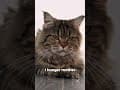 YouTube Shorts Maine Coon Video Thumbnail