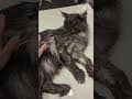 YouTube Shorts Maine Coon Video Thumbnail