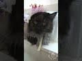 YouTube Shorts Maine Coon Video Thumbnail