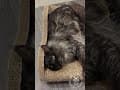 YouTube Shorts Maine Coon Video Thumbnail