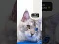 YouTube Shorts Maine Coon Video Thumbnail