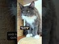 YouTube Shorts Maine Coon Video Thumbnail