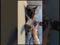 YouTube Shorts Maine Coon Video Thumbnail