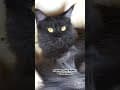 YouTube Shorts Maine Coon Video Thumbnail