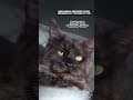 YouTube Shorts Maine Coon Video Thumbnail