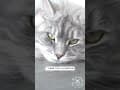 YouTube Shorts Maine Coon Video Thumbnail