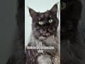YouTube Shorts Maine Coon Video Thumbnail