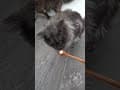 YouTube Shorts Maine Coon Video Thumbnail