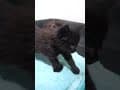 YouTube Shorts Maine Coon Video Thumbnail