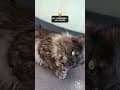 YouTube Shorts Maine Coon Video Thumbnail