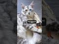 YouTube Shorts Maine Coon Video Thumbnail