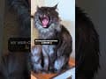 YouTube Shorts Maine Coon Video Thumbnail