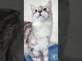 YouTube Shorts Maine Coon Video Thumbnail