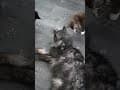 YouTube Shorts Maine Coon Video Thumbnail