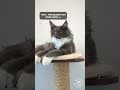 YouTube Shorts Maine Coon Video Thumbnail