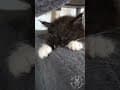 YouTube Shorts Maine Coon Video Thumbnail