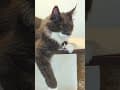 YouTube Shorts Maine Coon Video Thumbnail