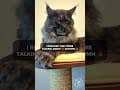 YouTube Shorts Maine Coon Video Thumbnail