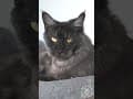 YouTube Shorts Maine Coon Video Thumbnail