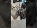 YouTube Shorts Maine Coon Video Thumbnail