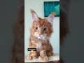 YouTube Shorts Maine Coon Video Thumbnail