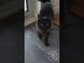 YouTube Shorts Maine Coon Video Thumbnail