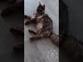 YouTube Shorts Maine Coon Video Thumbnail