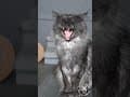 YouTube Shorts Maine Coon Video Thumbnail