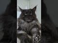 YouTube Shorts Maine Coon Video Thumbnail