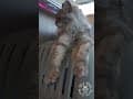 YouTube Shorts Maine Coon Video Thumbnail