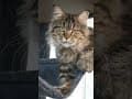 YouTube Shorts Maine Coon Video Thumbnail